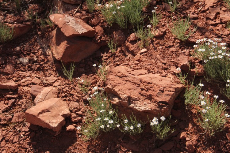 Black-footed Daisy Clump